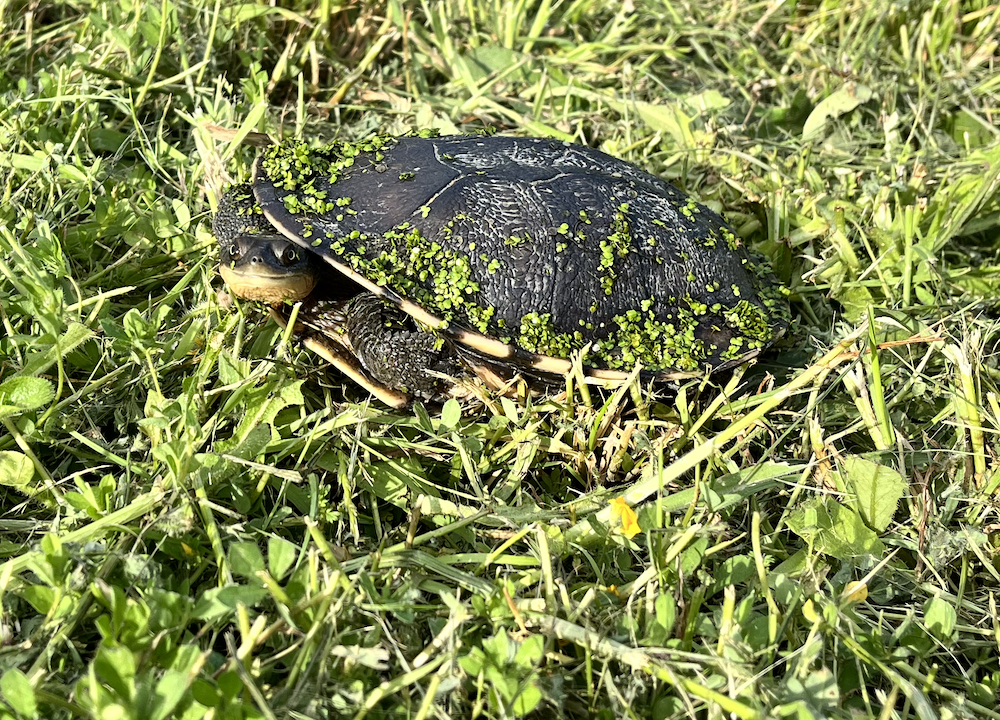 One of the resident turtles living in the ponds with the fish